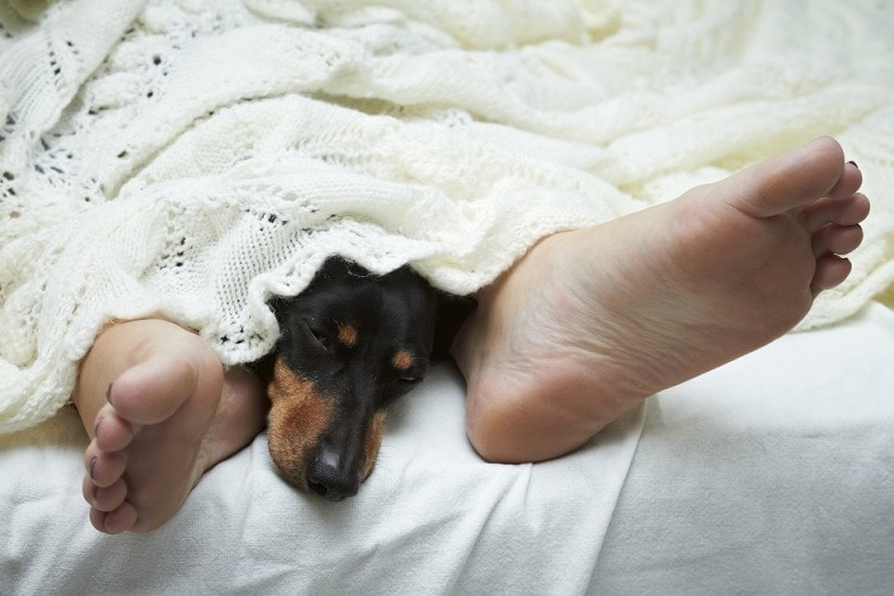 Jezevčík-psí-spací-mezi-nohami_dogboxstudio_shutterstock