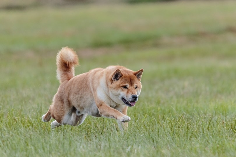 shiba inu pes běží v poli