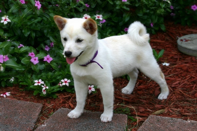 štěně shiba inu v zahradě