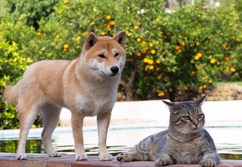 shiba inu a kočka