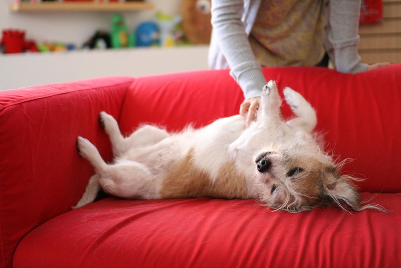 Pohovka Belly Rub Majitel psa