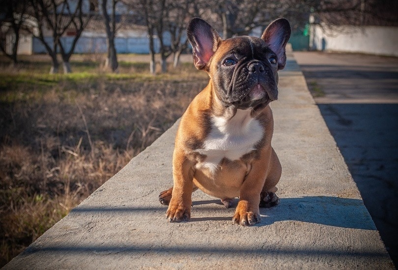 Informace o plemeni psa Frenchie Pei