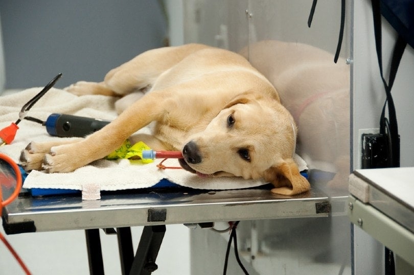 pes u veterináře pro proceduru kastrace