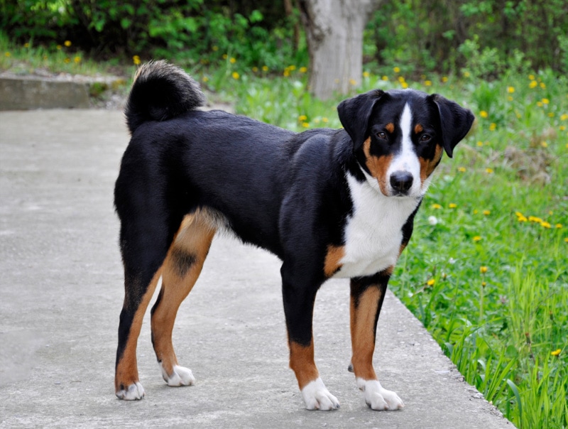appenzeller sennenhund pes stojící na cestě