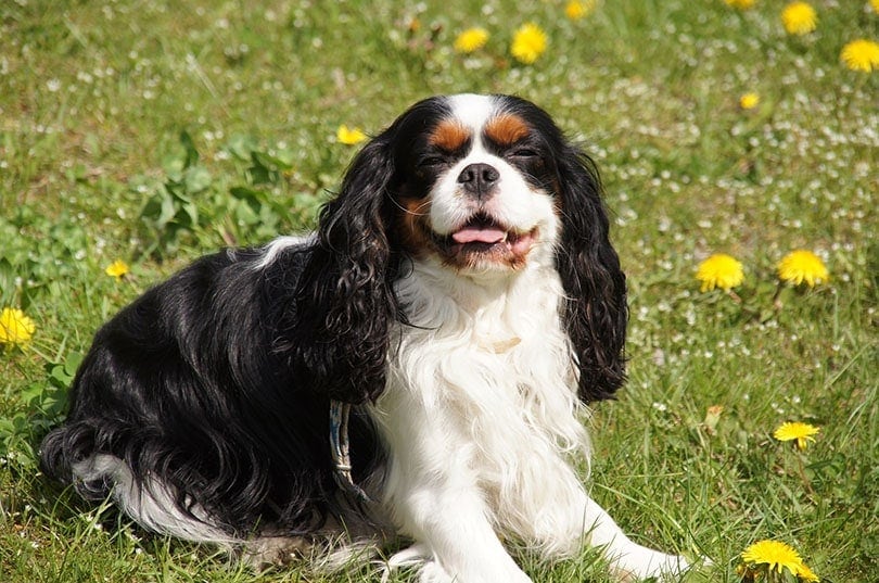 Kavalír King Charles španěl