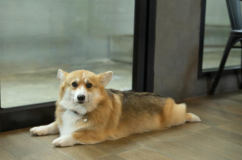 Pembroke welsh corgi pes splooting na podlaze