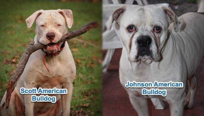 scott-american-vs-johnson-american-bulldogs_censored