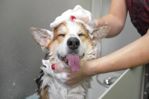 welsh corgi pembroke pes ve vaně se šamponem