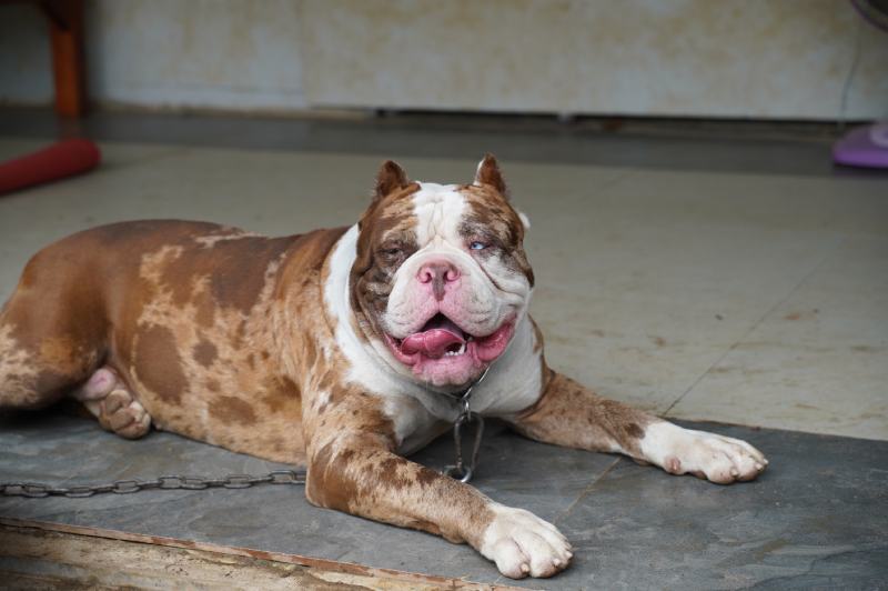 Happy Merle American Bandogge Dog Breed ležící na podlaze