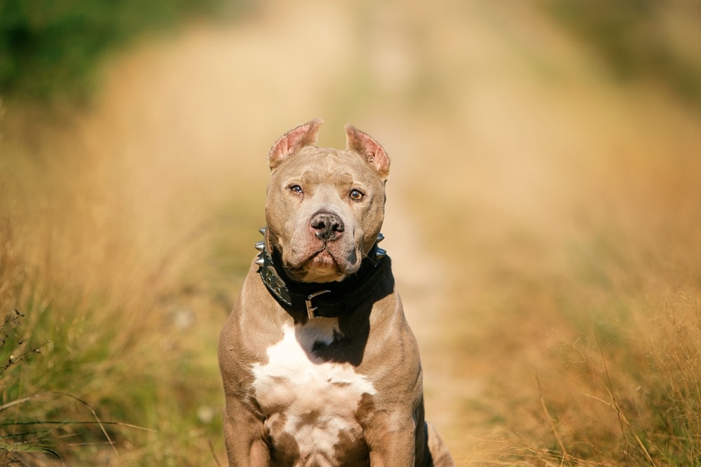 Americký Pitbull teriér