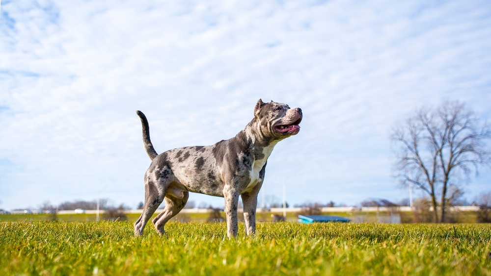 merle pitbull hrající venku