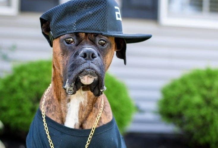 Více než 100 hip-hopových a rapperských psích jmen: Nápady pro funky a odporné mazlíčky