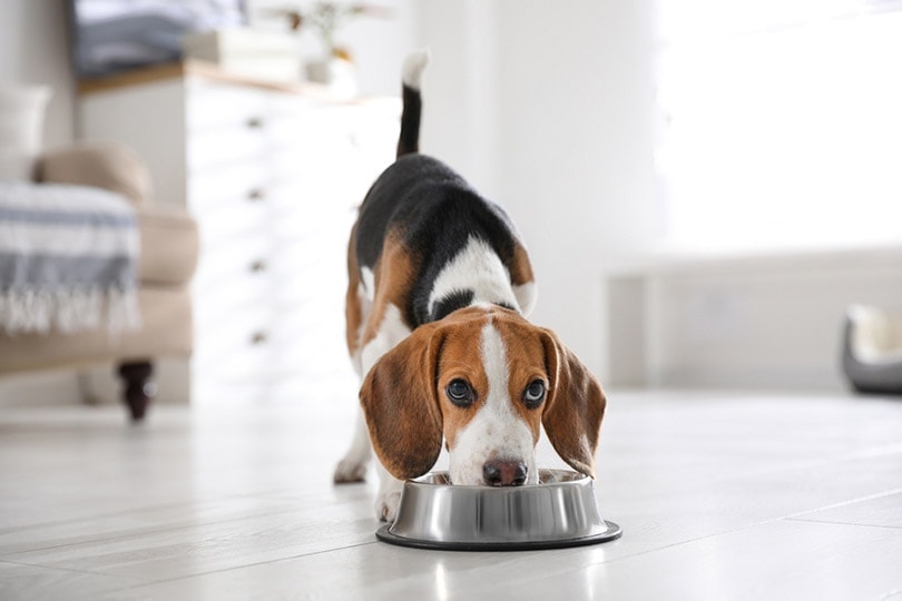 roztomilé štěně Beagle jíst doma