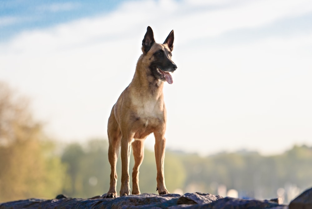 Belgický malinois na hoře