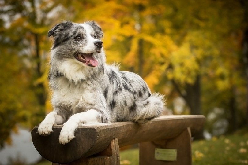 Blue Merle Border Kolie Na Lavičce