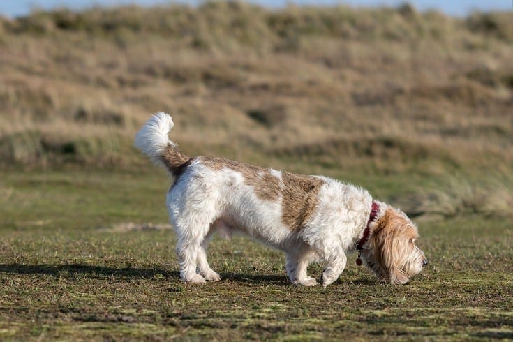 Velký baset Griffon Vendeen_Shutterstock_Ian Dyball