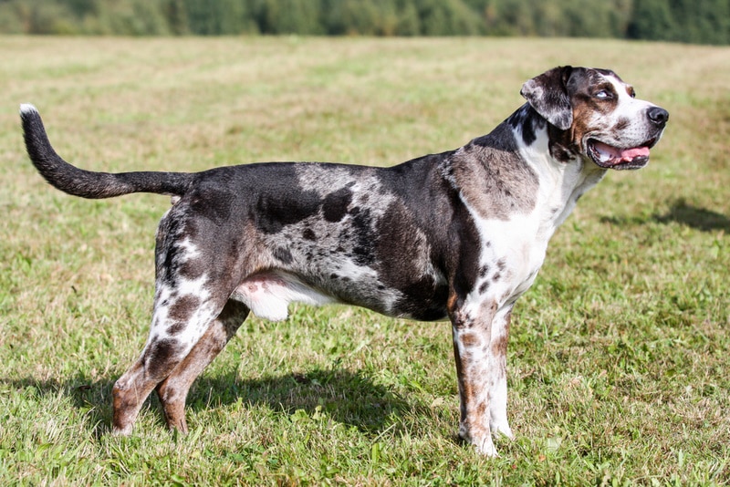 Catahoula leopardí pes stojící na trávě