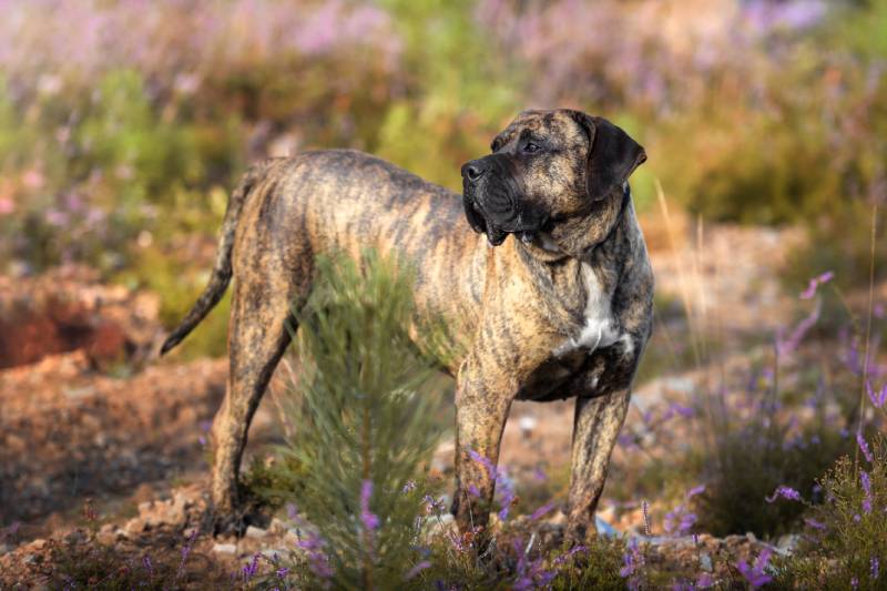Portrét čistokrevného psa Presa Canario