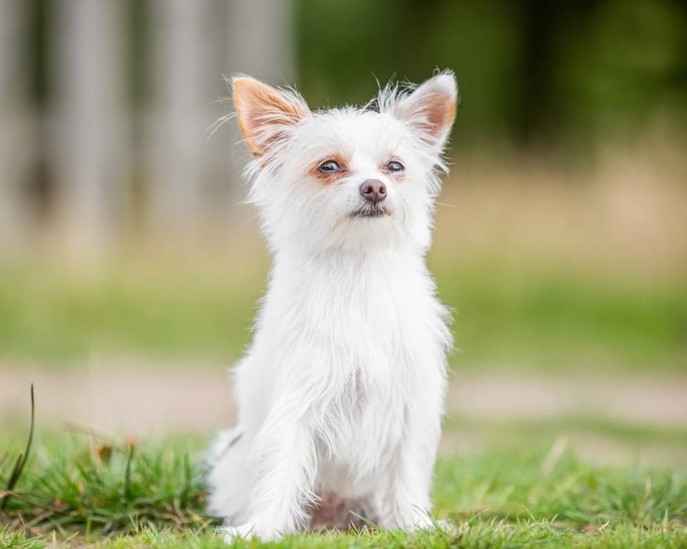 un cachorro chorkie blanco