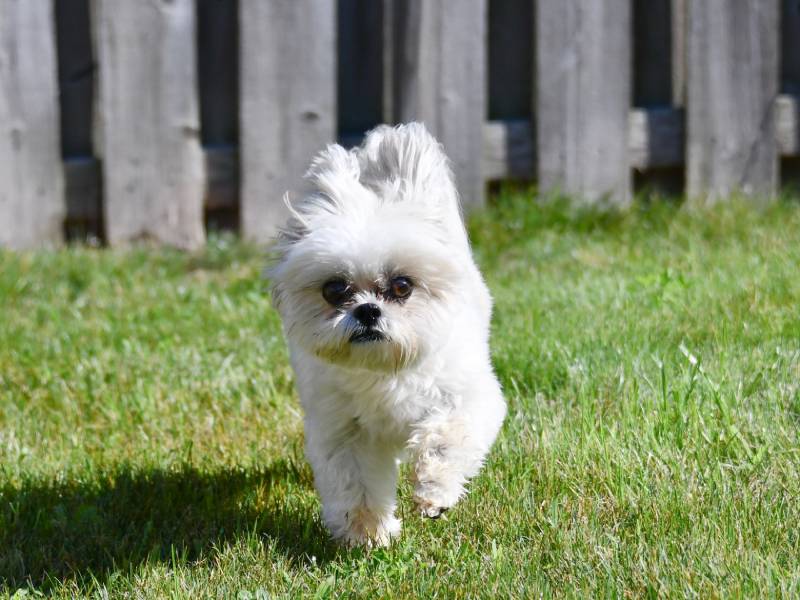 bílý shih tzu pes hraje a běží venku v zelené trávě