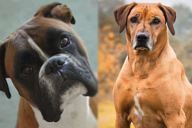 Informacije o pasmini pasa rodezijski bokser
