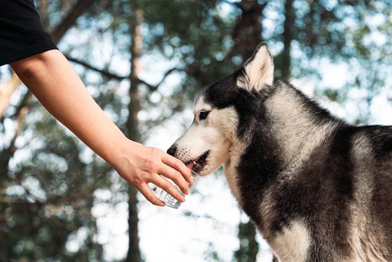 Detailní záběr ruky drží papírový kelímek pro huskyho psa na pití vody