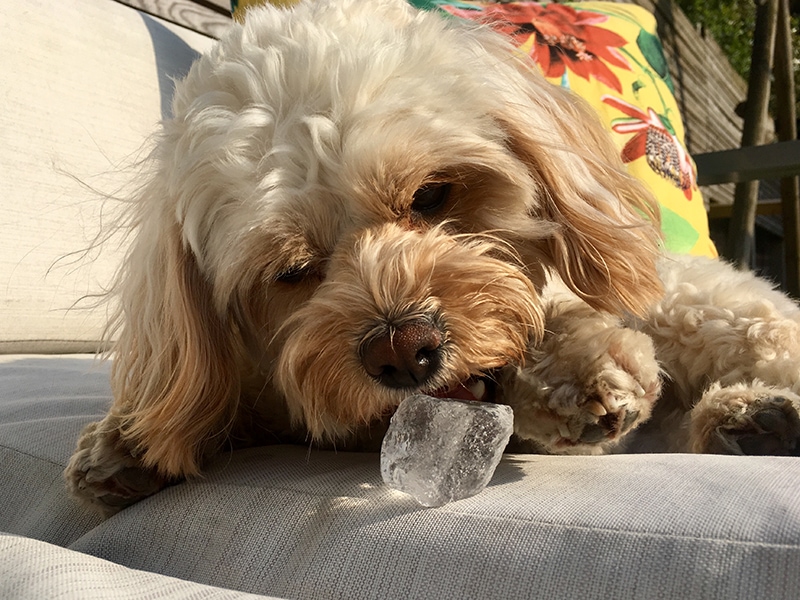 Pes Cavapoo si užívá kostku ledu
