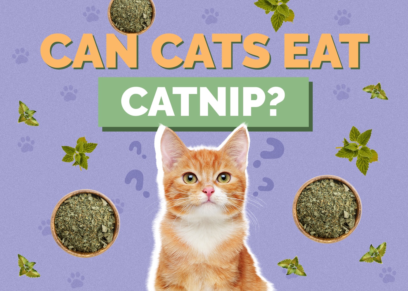 Mohou kočky jíst catnip