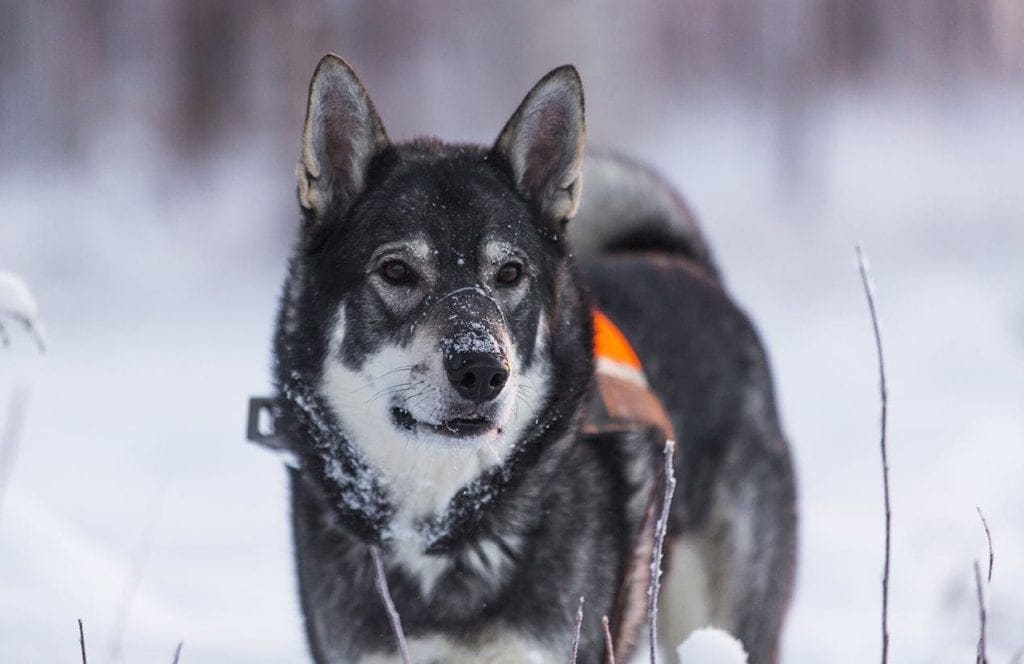 Švédský Elkhound