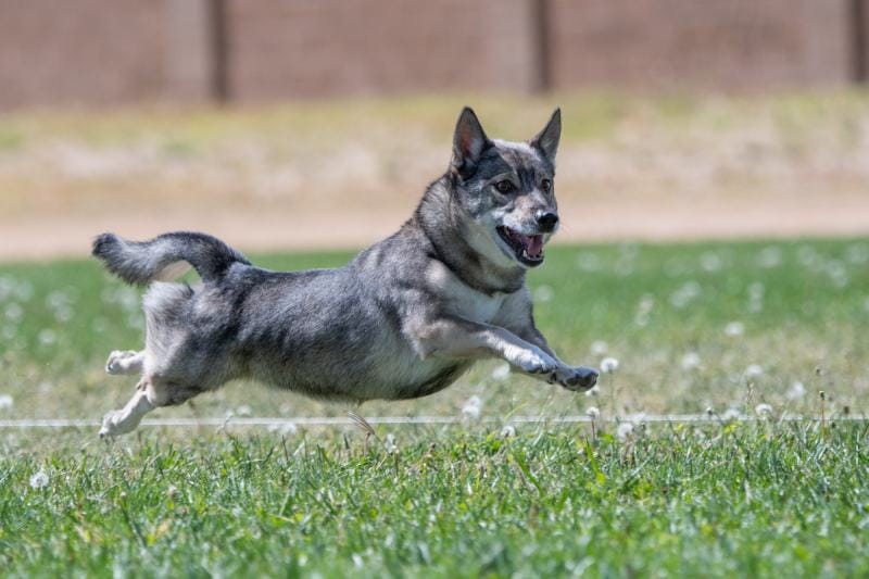 Švédský Vallhund běží venku