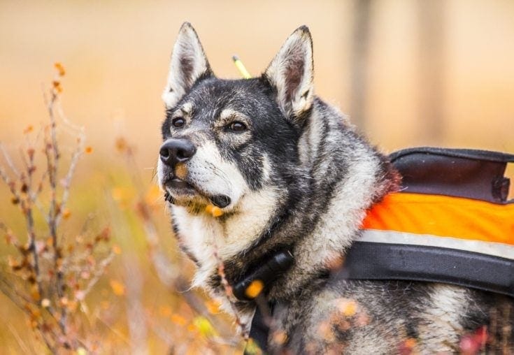 švédský moosehound