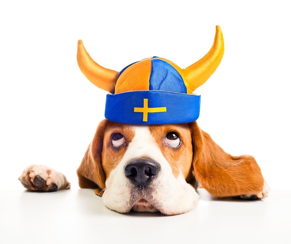 pes ve švédském vikingském klobouku