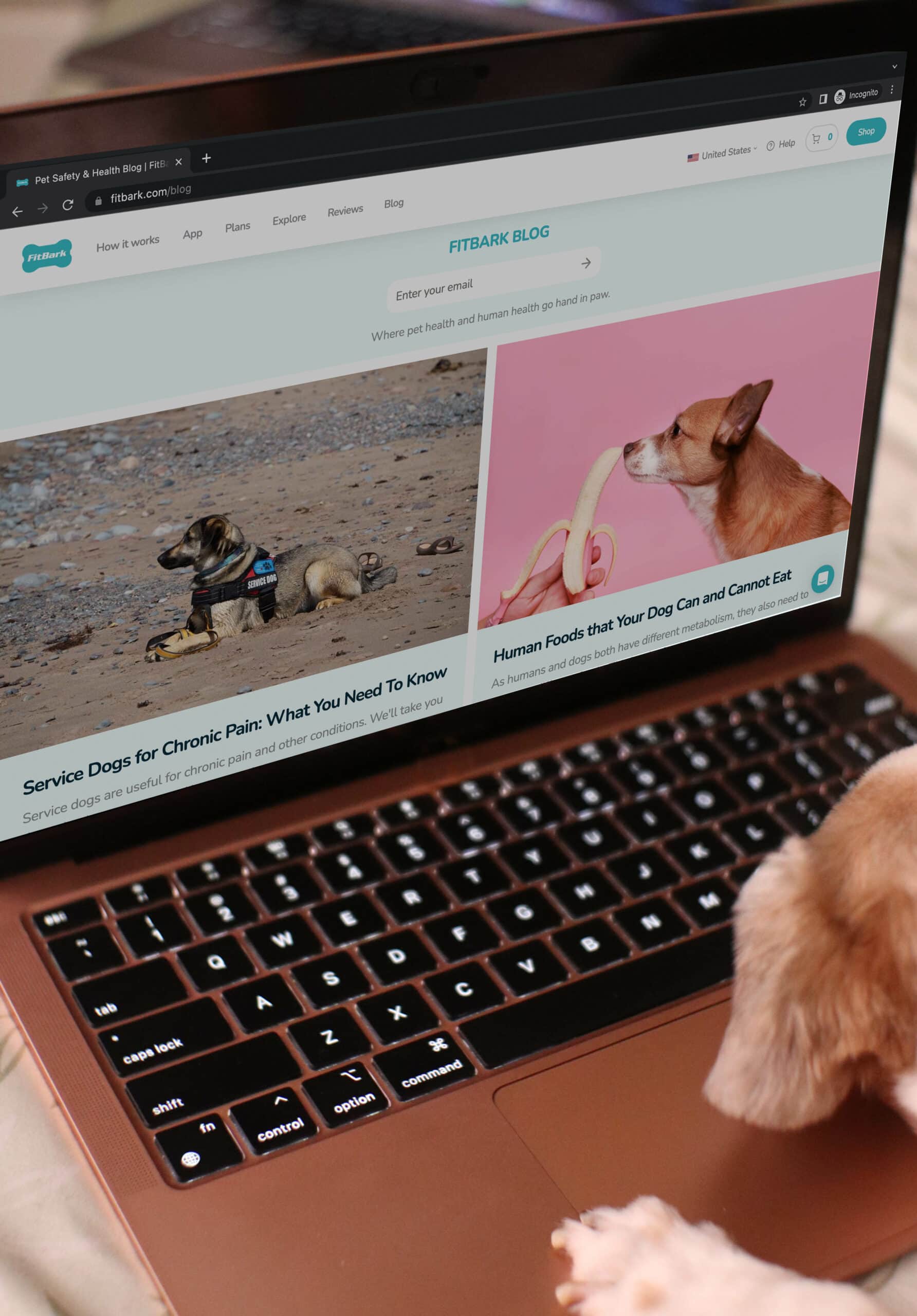 pes prohlíží web Fitbark Blog na notebooku
