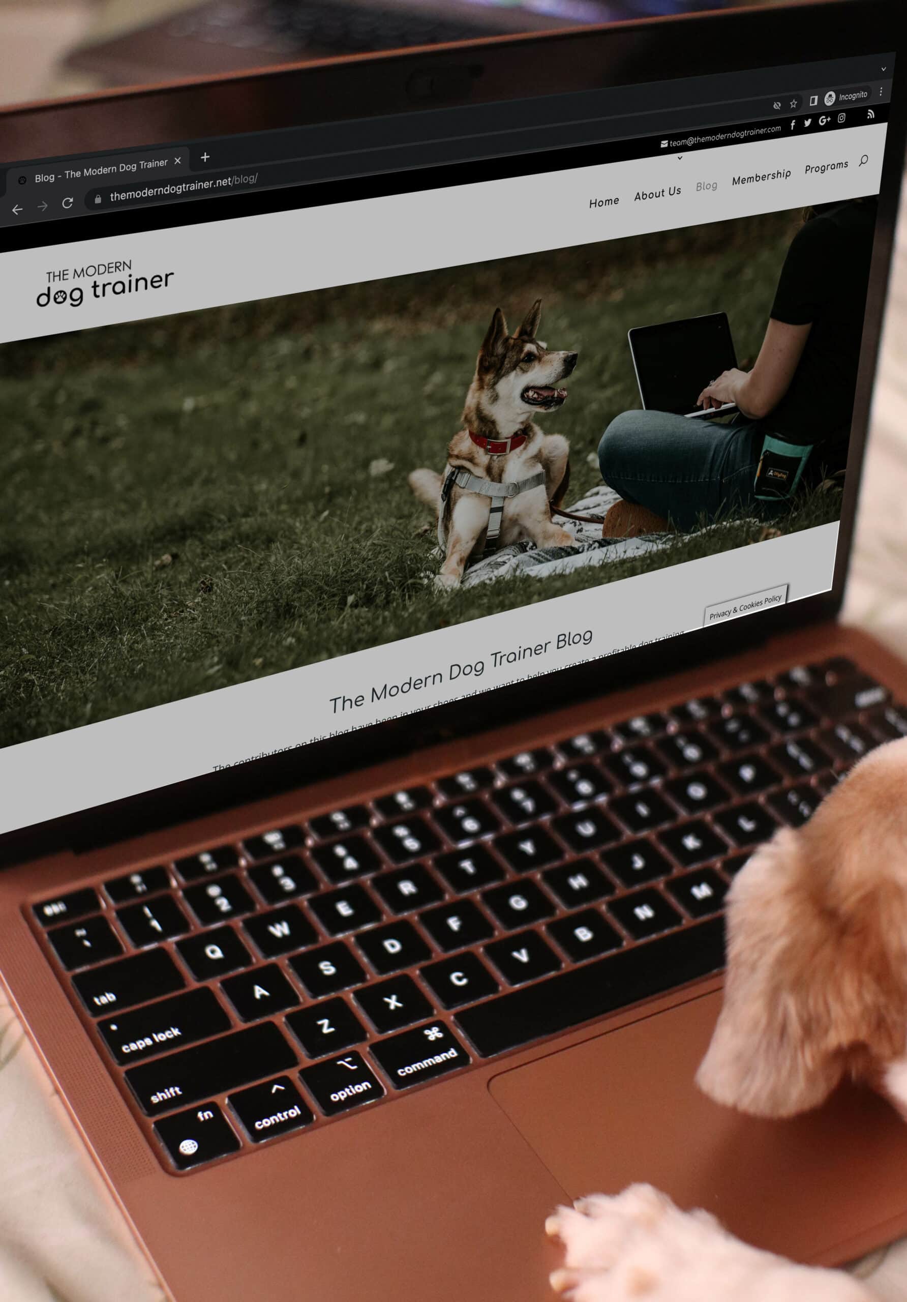 pes procházení webu Modern Dog Trainer na notebooku