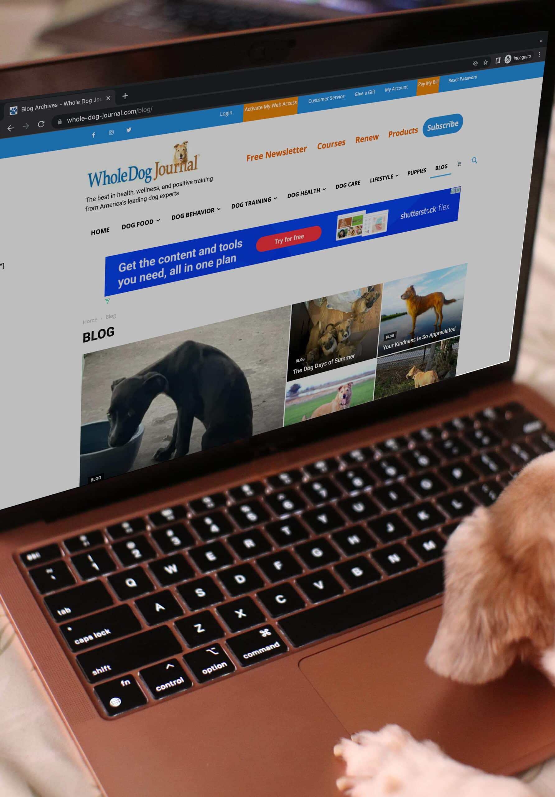 pes procházení webu Whole Dog Journal na notebooku