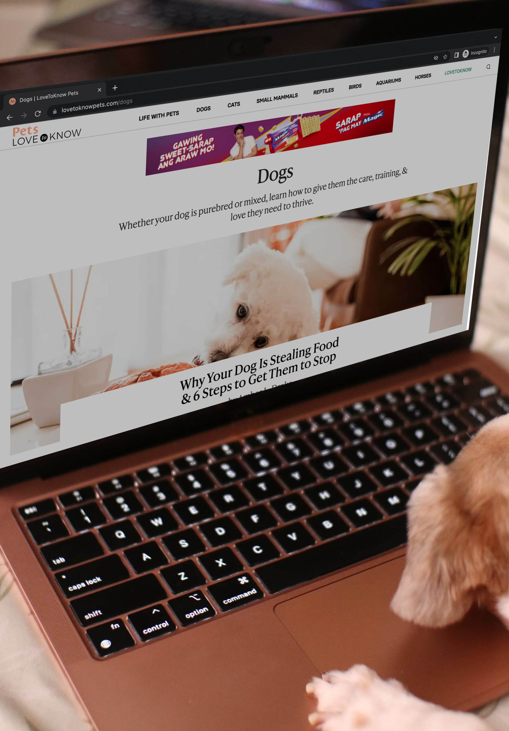 pes procházení webu Love to Know Pets na notebooku