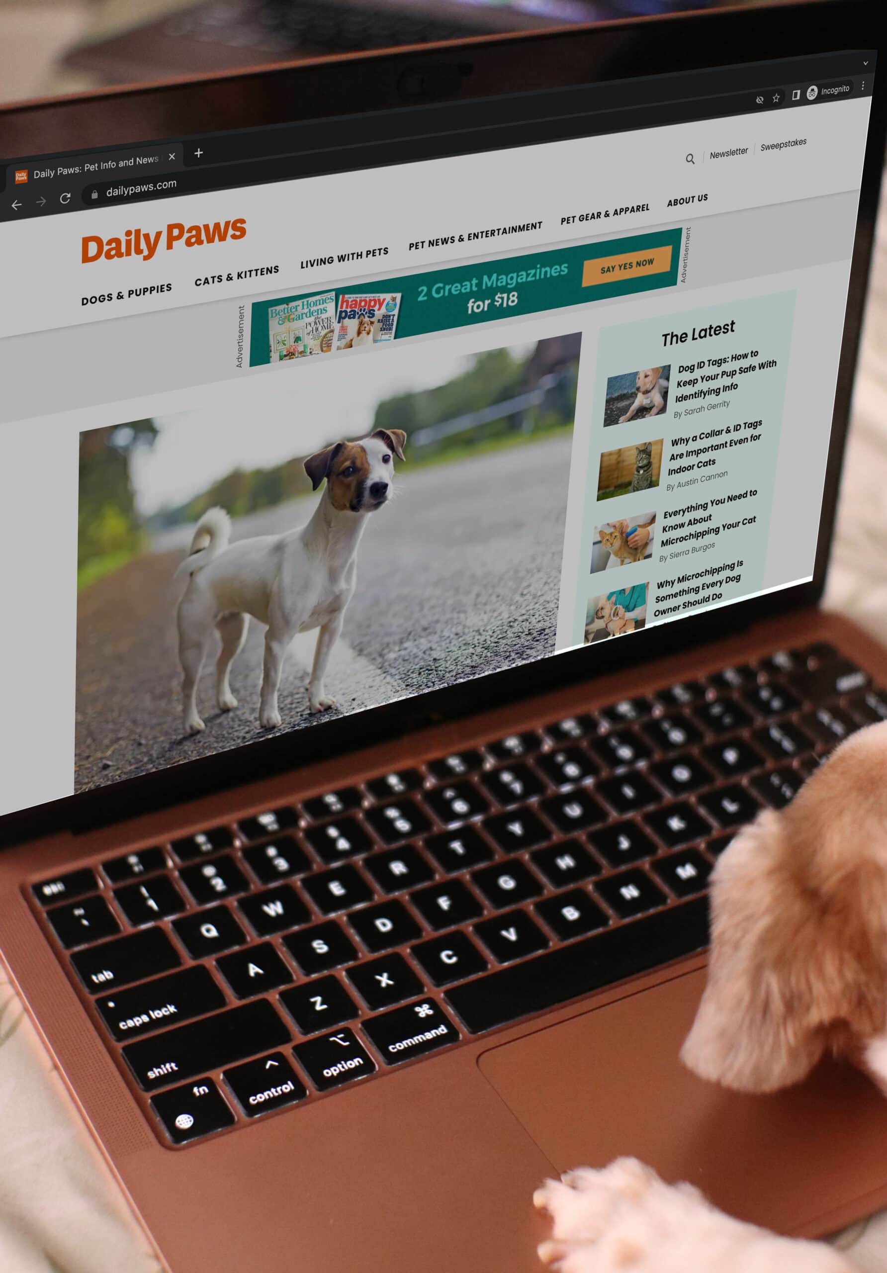 pes prohlíží web Daily Paws na notebooku