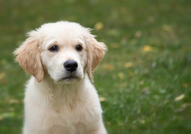Zlatý retriever