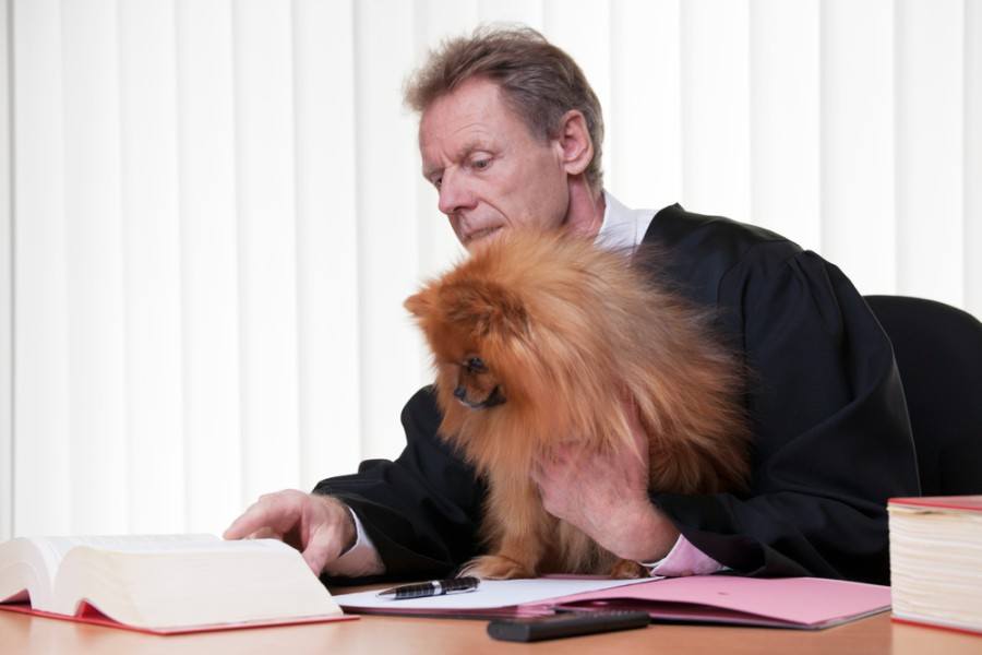 právník čte v knize zákonů se svým dog_artmannwitte_shutterstock
