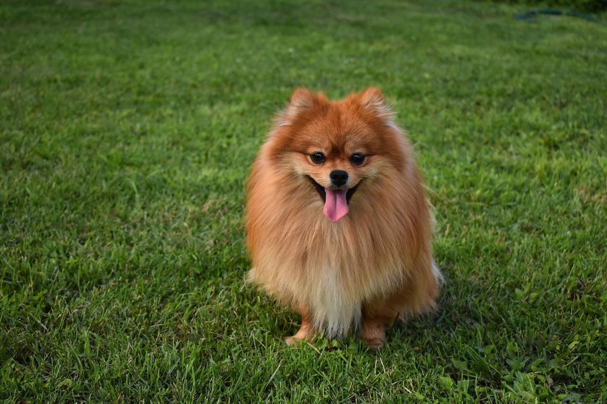 pomeranski