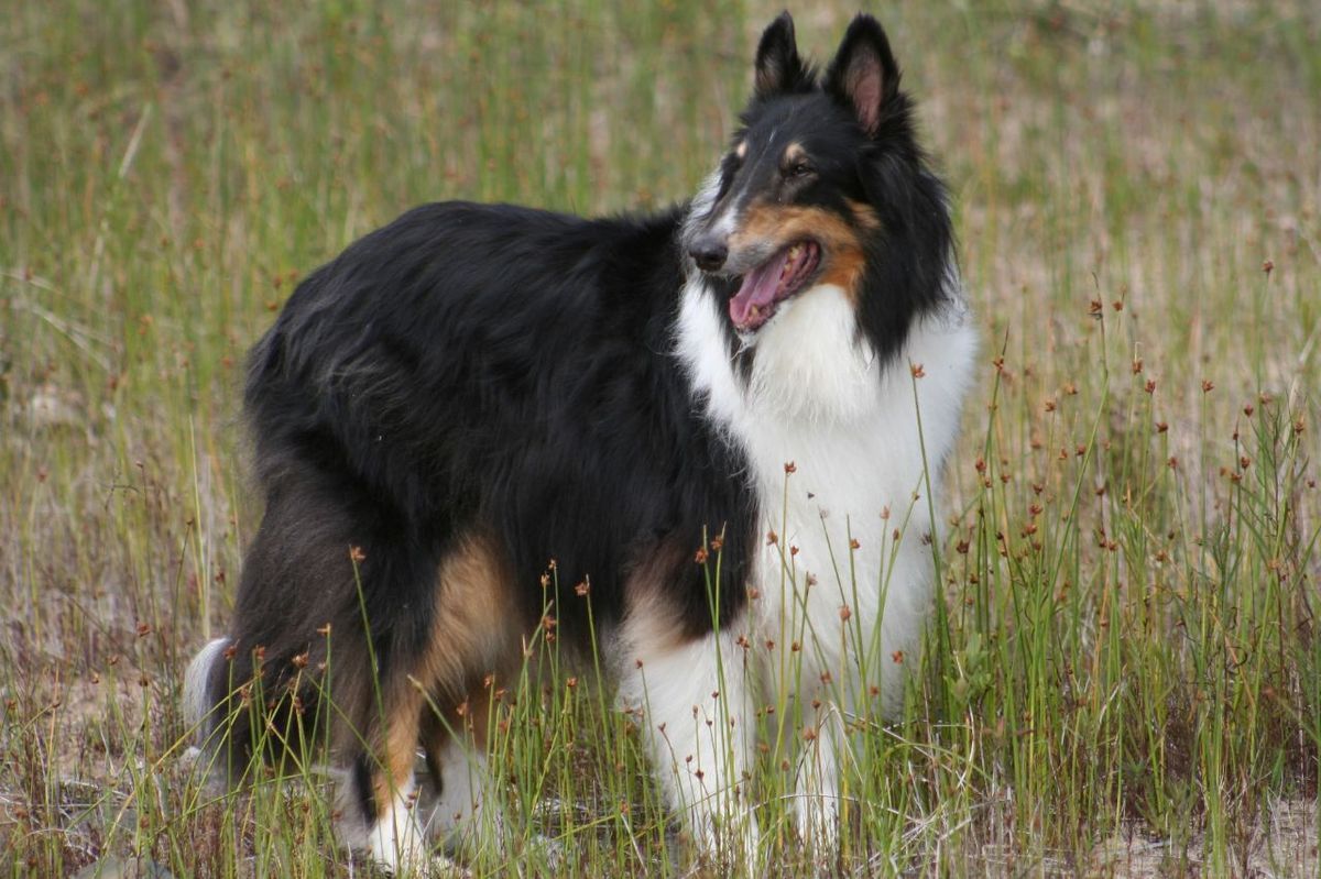 Rough Border Collie