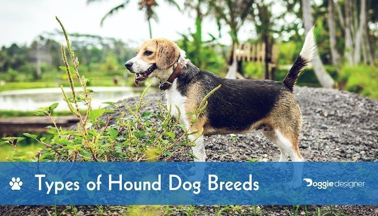 razas de perros de caza