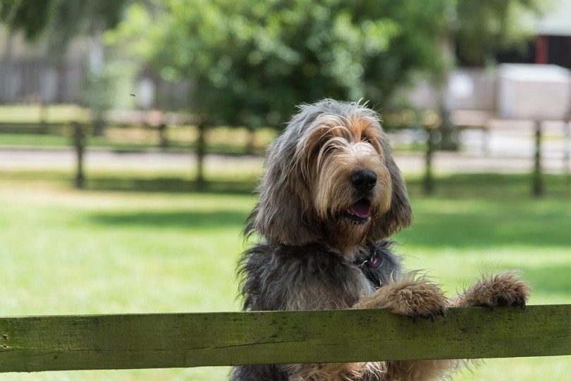 Otterhound stojící v poli s tlapami na plot_Lourdes Photography_shutterstock