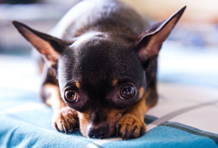 chihuahua