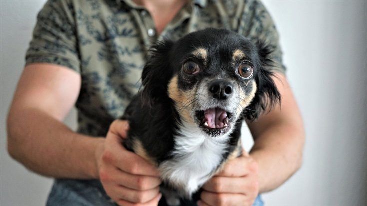 chihuahua drôle