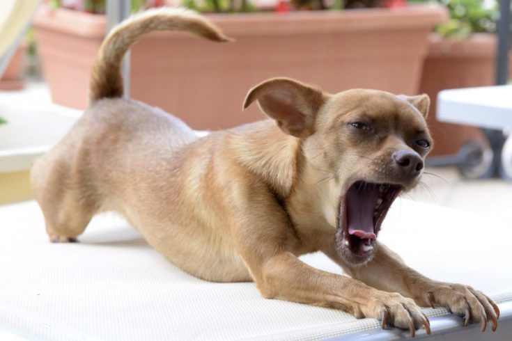Chihuahua qui bâille