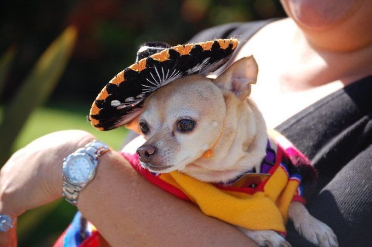 chihuahua au chapeau