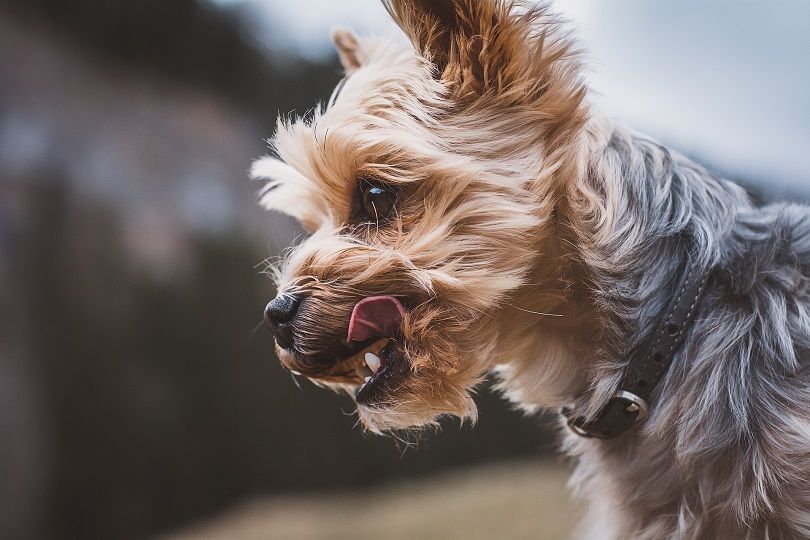 yorkshier terrier leccare