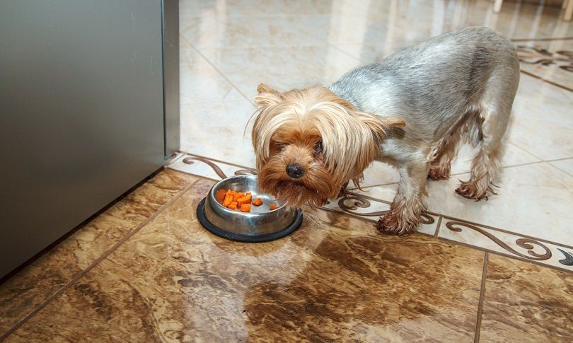 Yorkshire terrier cane che mangia da una ciotola