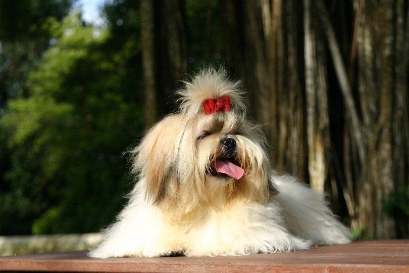 shih tzu ležící venku